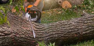 Best Tree Risk Assessment  in Stockbridge, GA