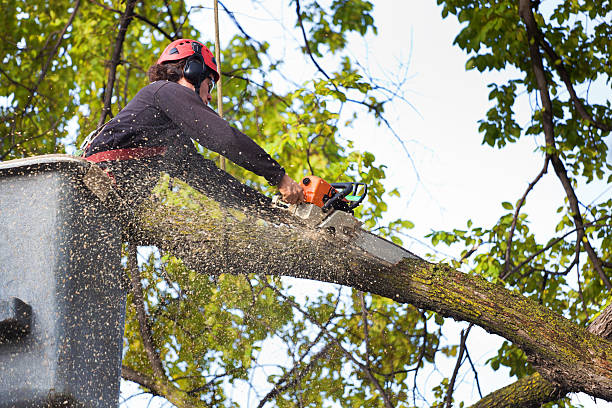 How Our Tree Care Process Works  in  Stockbridge, GA